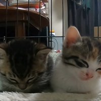 下がっている頭