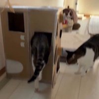 段ボールハウスの中に入ろうとしている猫とそれを見ている猫