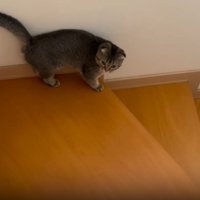 踊り場にいる猫