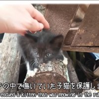 がれきの中にいる子猫