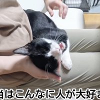 人の膝の上に乗って甘える猫