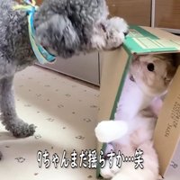 まだ揺らすか…