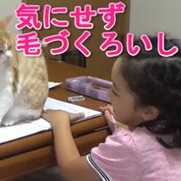 顔を見合わせる子供と猫（気にせずけづくろいしてる）