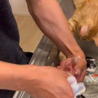 鍋に手を伸ばす猫
