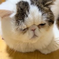 香箱座りの猫