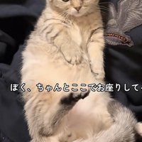 膝の上の猫の写真2