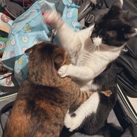 猫パンチを繰り出す猫としがみつく猫