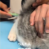 体温を測っている猫