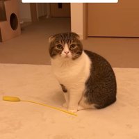 不満そうな猫