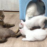 くつろぐ成猫2匹と子猫2匹