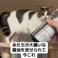 醤油を見る猫