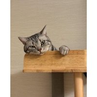 室内にいる猫
