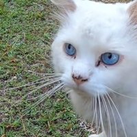青い瞳でカメラを見つめるシロちゃん
