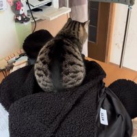 座っている猫の後ろ姿