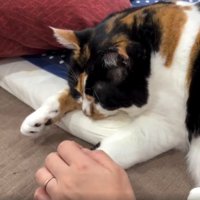寝ている猫