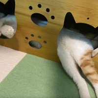 ハウスにいる猫