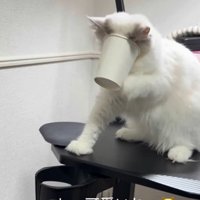 慌てる猫