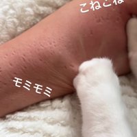 飼い主の腕をコネコネする猫2