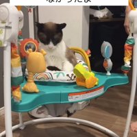 子供用のおもちゃに座っている猫