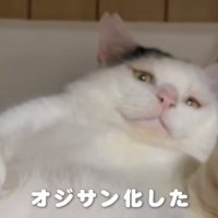 カメラを見下ろす猫