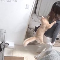 猫が背中にしがみついている右足を曲げた飼い主