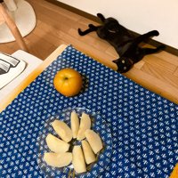 床に寝ころぶ黒猫