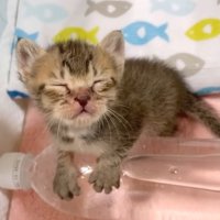 ペットボトルであたたまる子猫