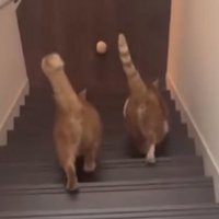 お腹を揺らす猫