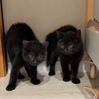 警戒した様子で背中を丸める2頭の黒い子猫