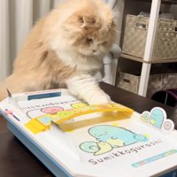 エアホッケーの台に右前足を置いて下を向いている猫