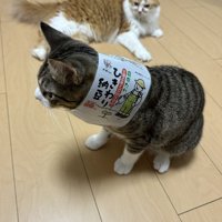 納豆のパッケージを首にくぐらせたキジ白猫と、横たわる茶白猫