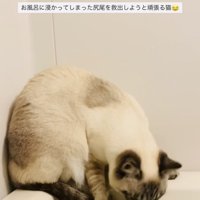 湯船に浸かった尻尾を救い出そうとするシャムミックス