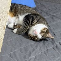 寝ている猫