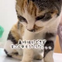 保護された子猫