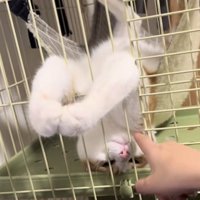 ハンモックでくつろぐ猫の写真4
