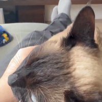 人の手を噛む猫の頭