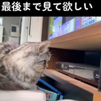 ジーっと見つめる猫