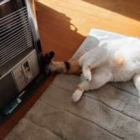 ストーブの前にいる猫