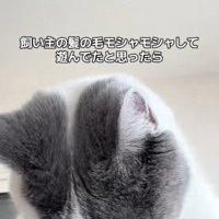 飼い主の頭の上で髪の毛で遊ぶ猫