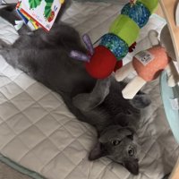 メリーの下で仰向けになる猫