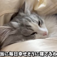 人間の隣で布団に入って寝る猫
