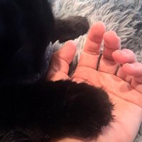 飼い主の手の上に置かれた猫の前足