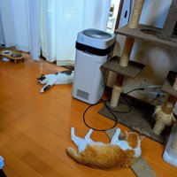 くつろぐ猫たち