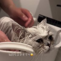 全身濡れている半目の子猫