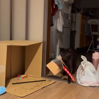 破魔矢を咥えてキッチンから歩いてくる猫