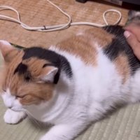 前足を広げる猫