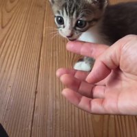 指の匂いを嗅ぐ子猫