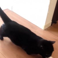 横切る黒猫