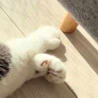 猫の前足アップ