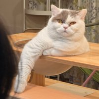 真剣にキッチンを見つめる猫の表情（アップ）